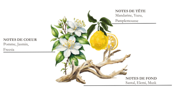 Dessin de fleur de violette, bergamote et fleur de vanille