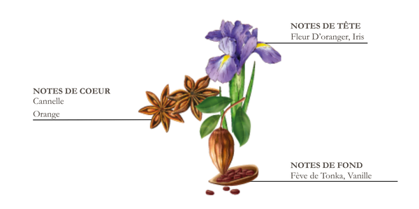 Dessin d'iris, cannelle et f&egrave;ve de tonka