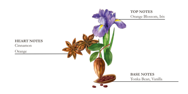 Dessin d'iris, de cannelle et de tonka