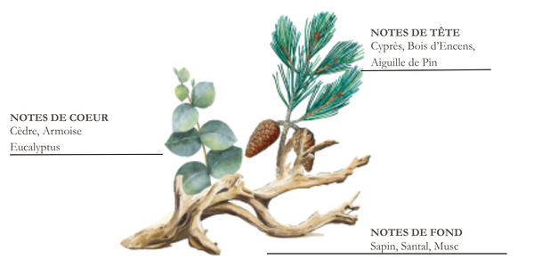 Dessin de pin, thym et bois flott&eacute;