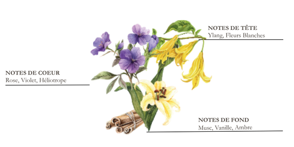 Dessin de fleurs d'ylang, violette et vanille