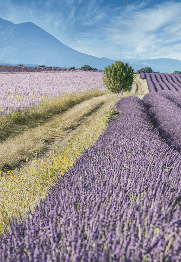 Champ de lavande