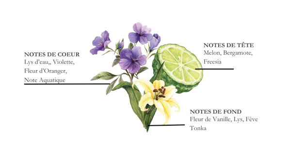 Dessin de fleur de violette, bergamote et fleur de vanille