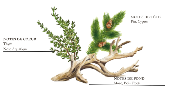 Dessin de pin, thym et bois flott&eacute;